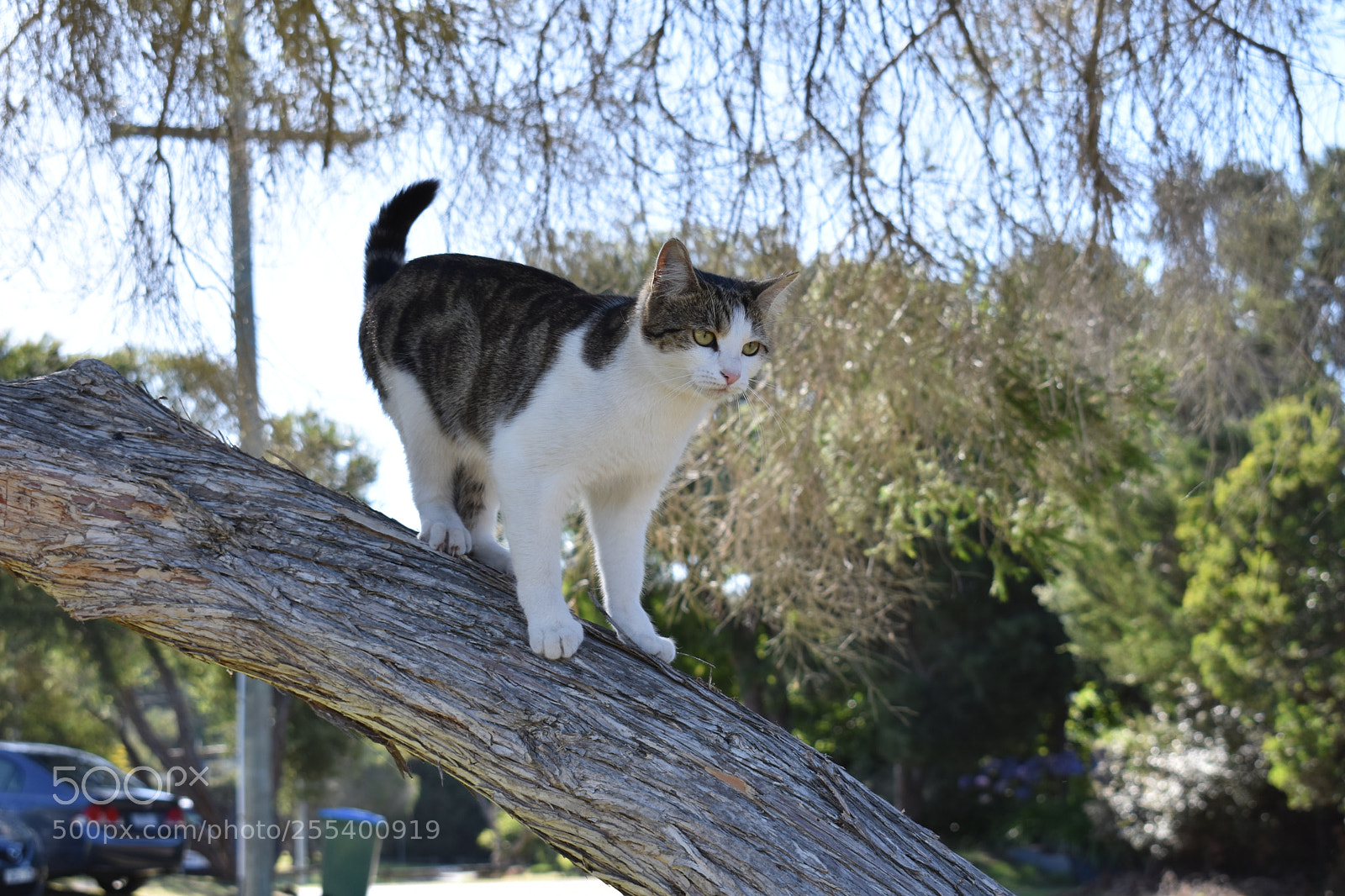 Nikon D3400 sample photo. Stella exploring photography