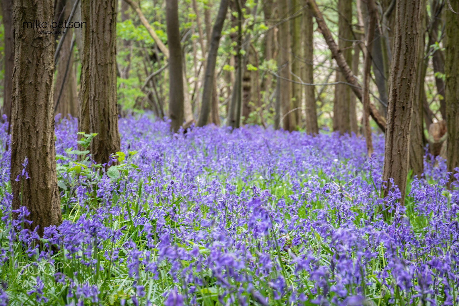 Canon EOS 7D Mark II sample photo. Bluebell woods  photography