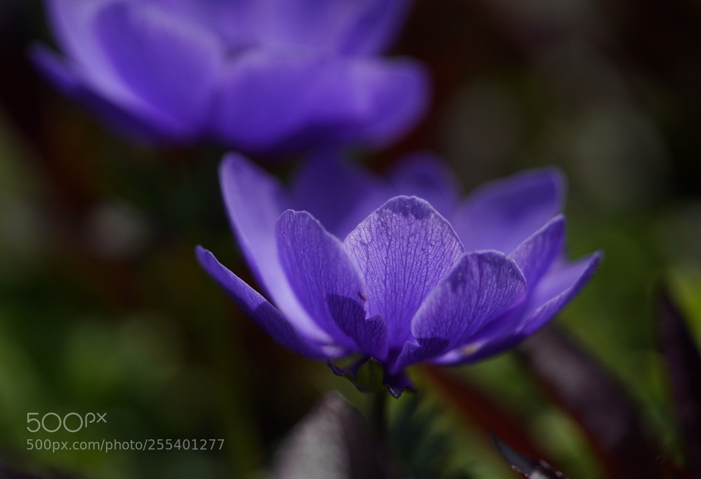 Sony a7R III sample photo. Purple  photography