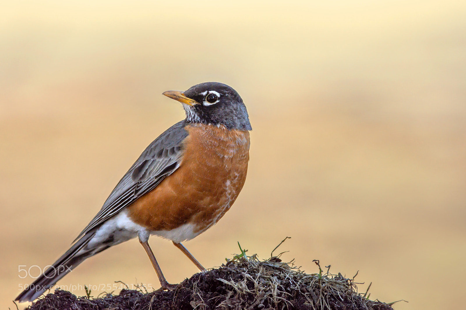 Nikon D7200 sample photo. American robin photography