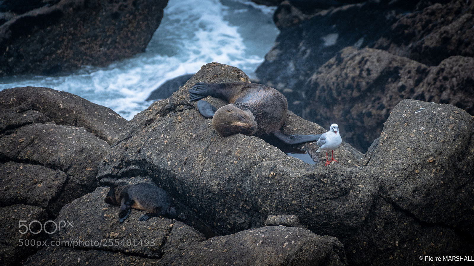 Nikon D500 sample photo. Having a great nap ! photography