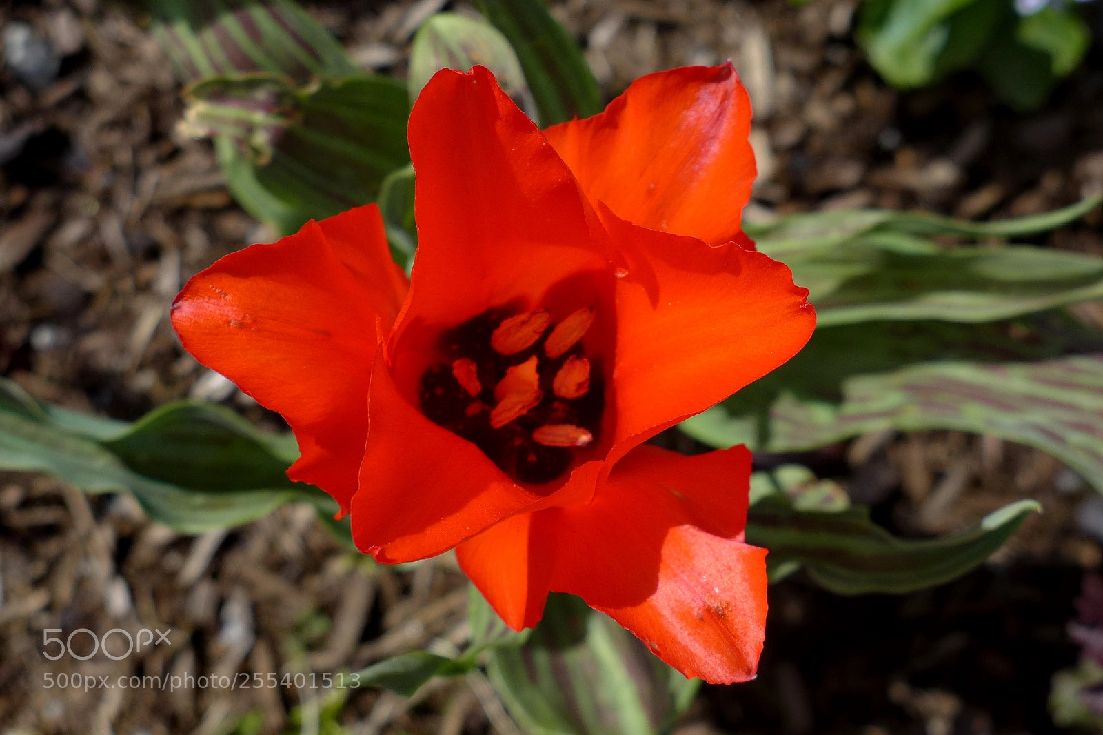 Panasonic Lumix DMC-LX7 sample photo. Flower photography