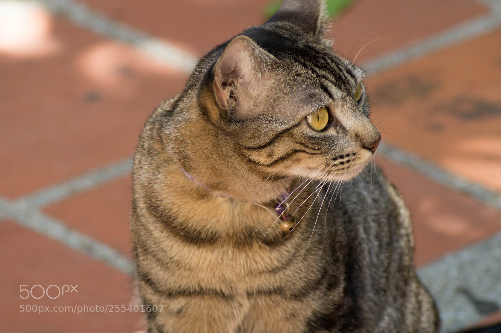 Sony SLT-A58 sample photo. M a en el photography