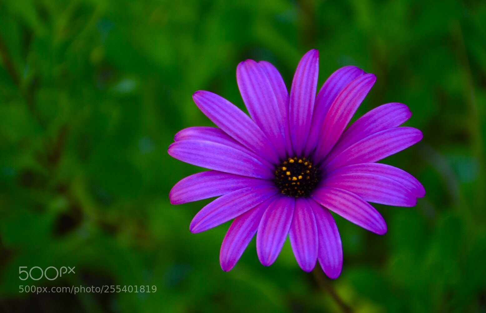 Nikon D5500 sample photo. Jardines de montahue  photography