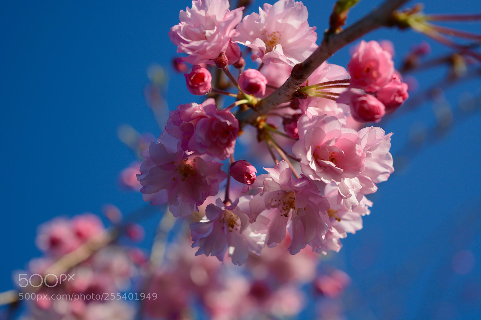 Nikon D7100 sample photo. Untitled photography