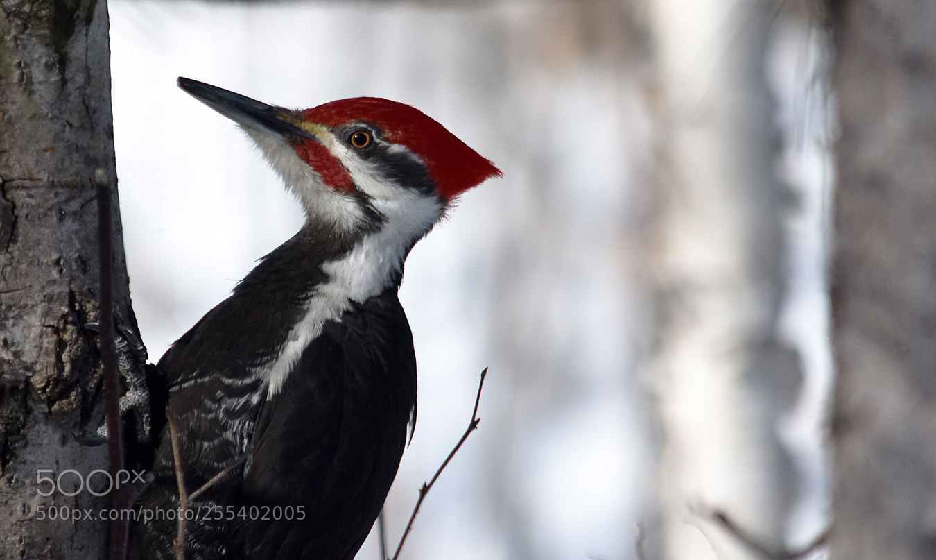 Nikon D3400 sample photo. Grand pic/pileated woodpecker photography