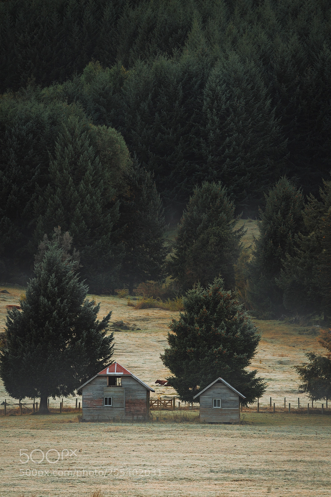 Canon EOS 6D sample photo. Campos de chile photography