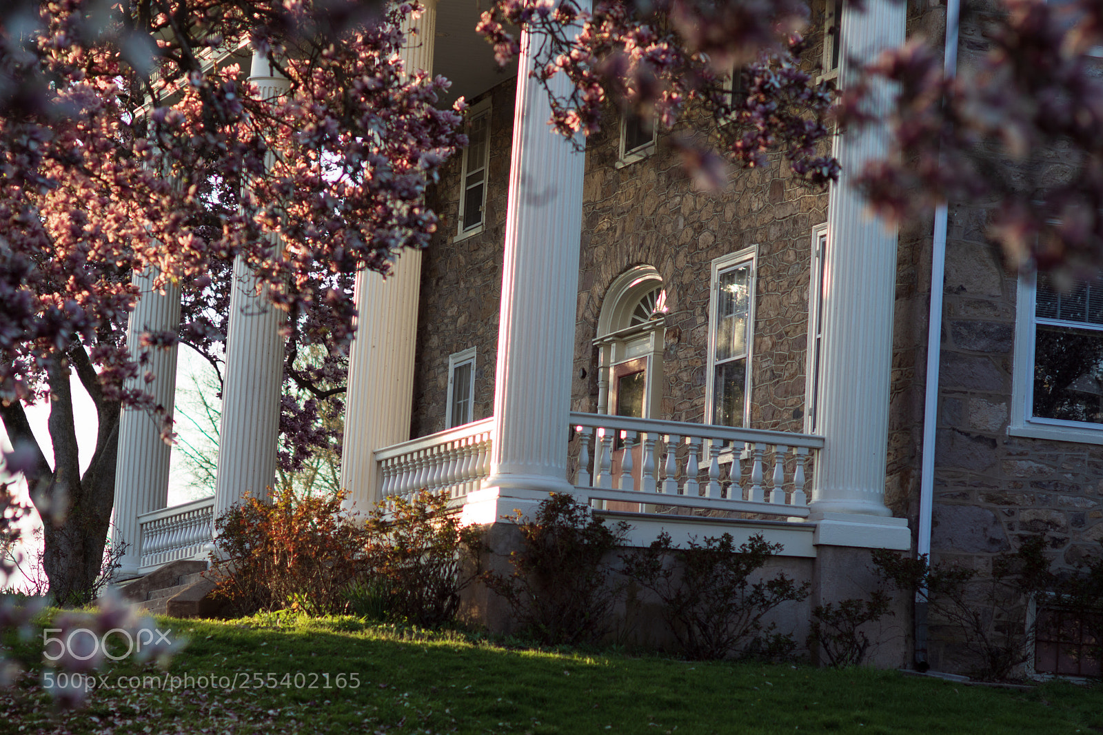 Sony SLT-A68 sample photo. Blossoms & building photography