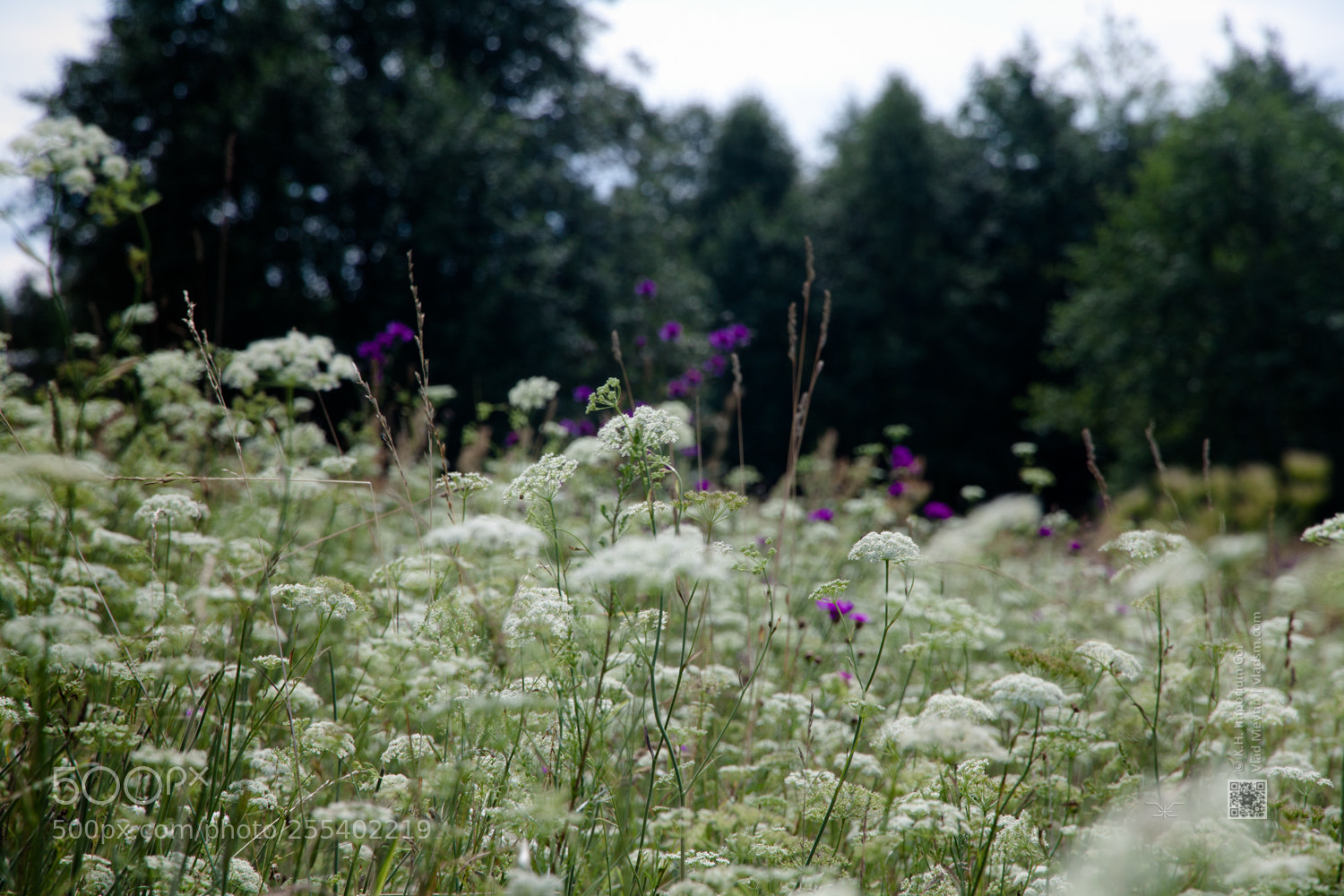 Canon EOS 500D (EOS Rebel T1i / EOS Kiss X3) sample photo. Summer field vlad meytin photography