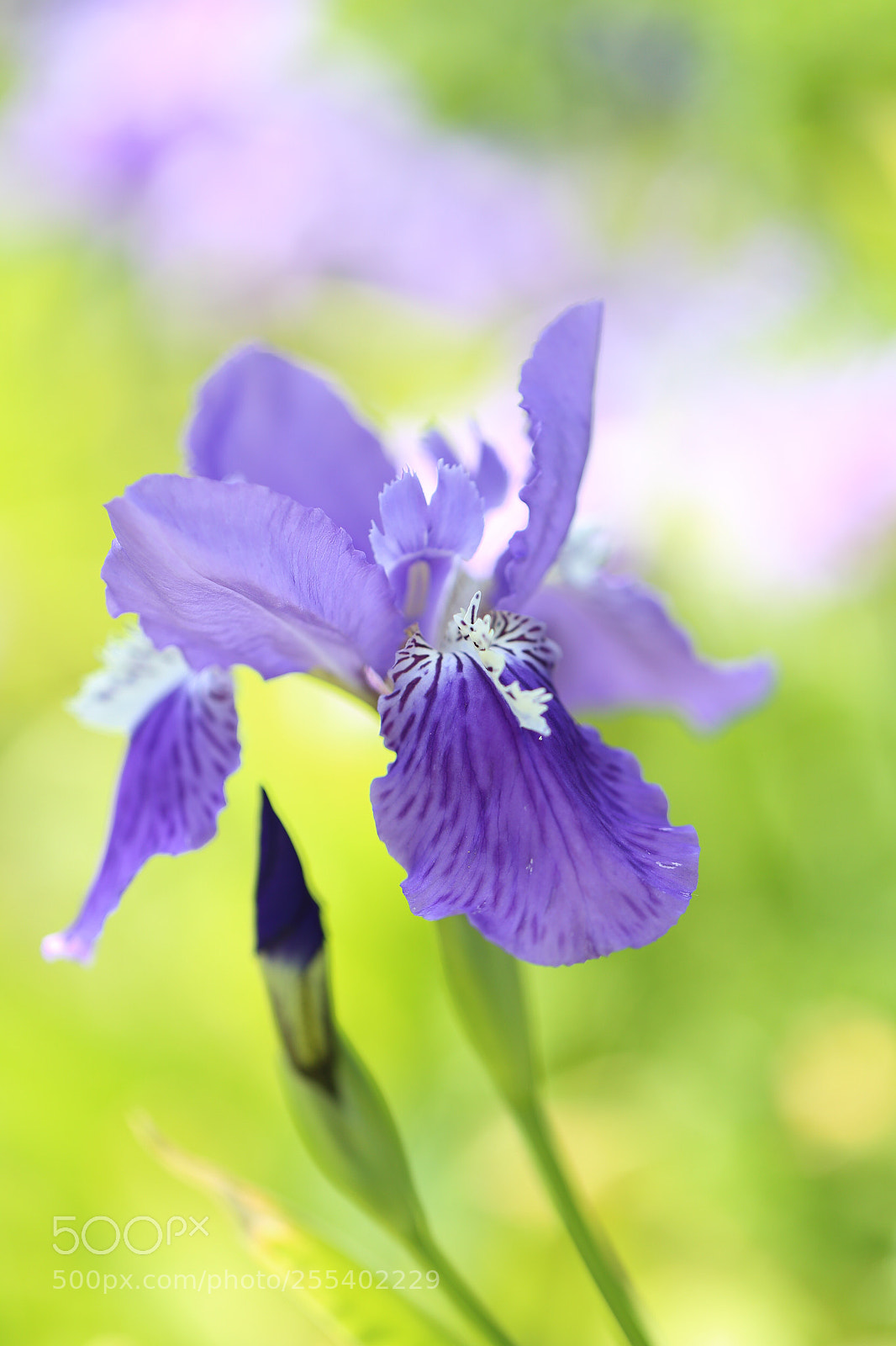 Canon EOS 6D sample photo. Iris  photography
