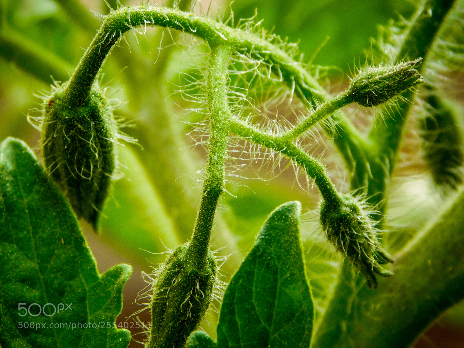 Nikon Coolpix B500 sample photo. Beefsteak tomato buds photography