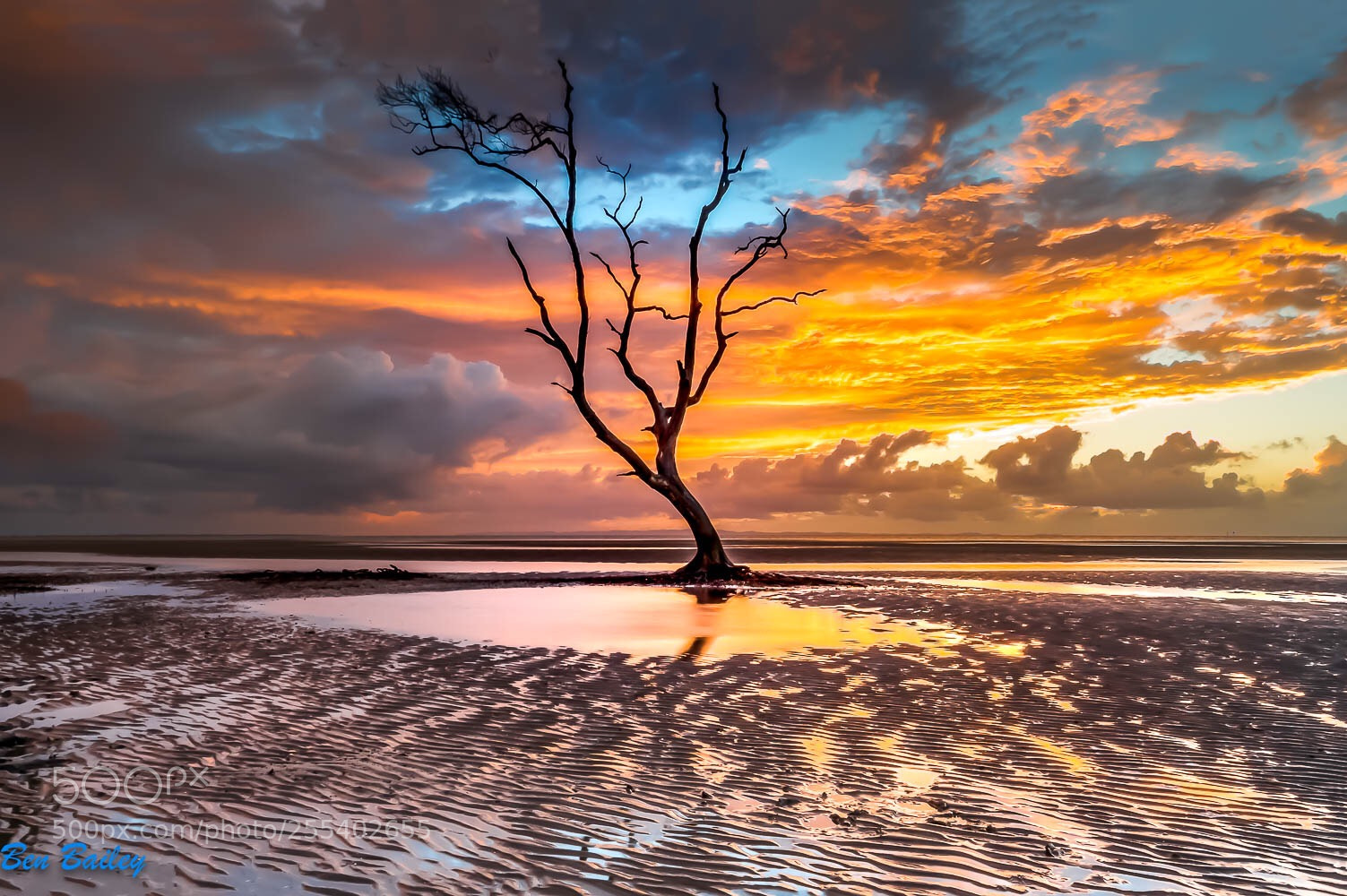 Olympus OM-D E-M1 Mark II sample photo. Morning sunrise lone tree photography
