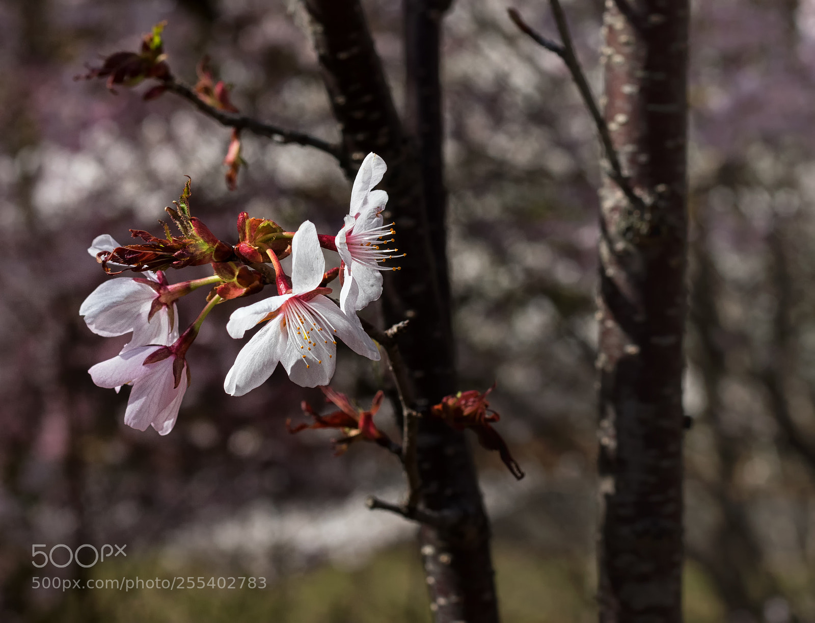 Canon EOS 800D (EOS Rebel T7i / EOS Kiss X9i) sample photo. Cherry blossoms ii photography