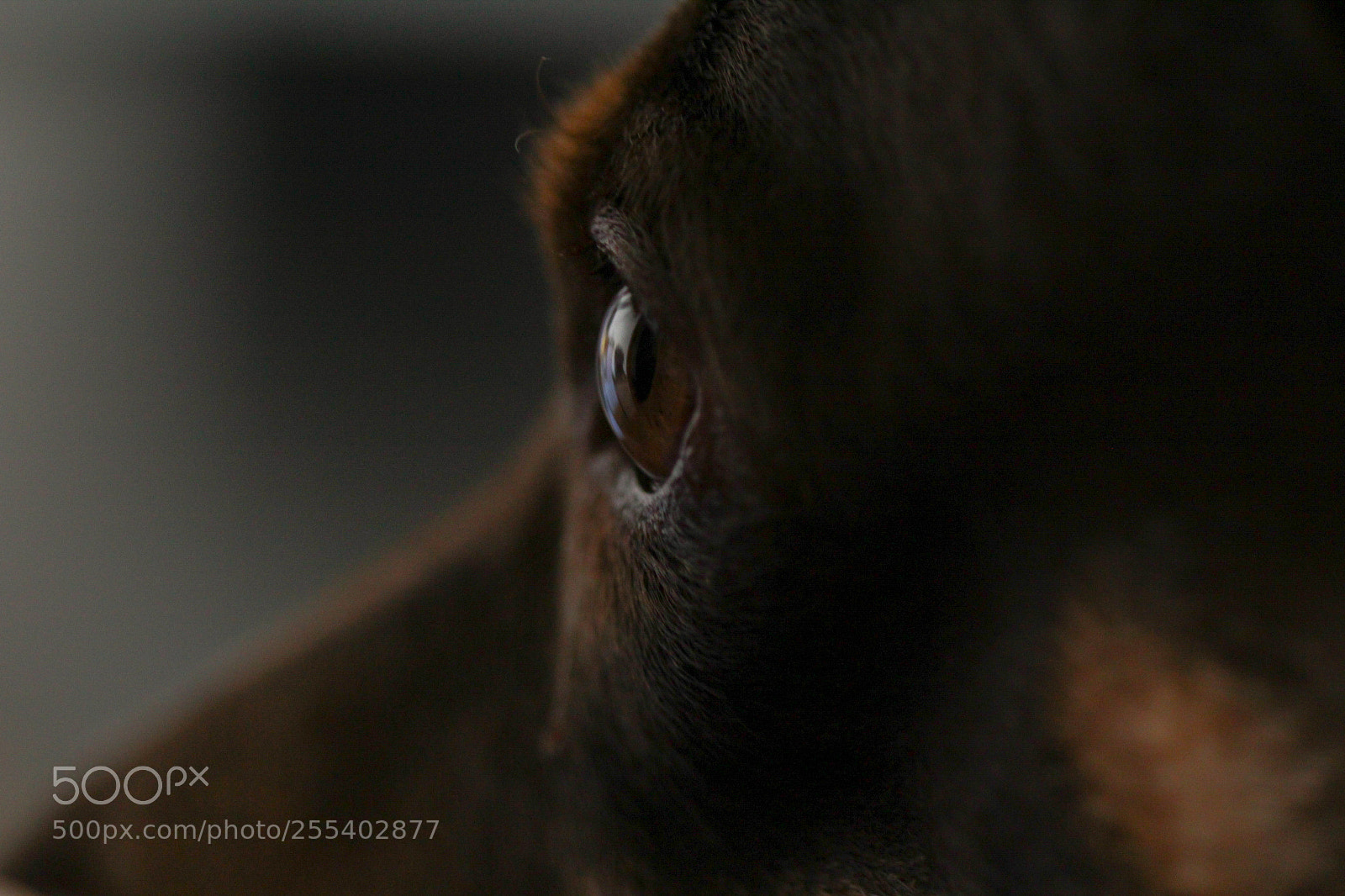 Canon EOS 1200D (EOS Rebel T5 / EOS Kiss X70 / EOS Hi) sample photo. "brownie" photography