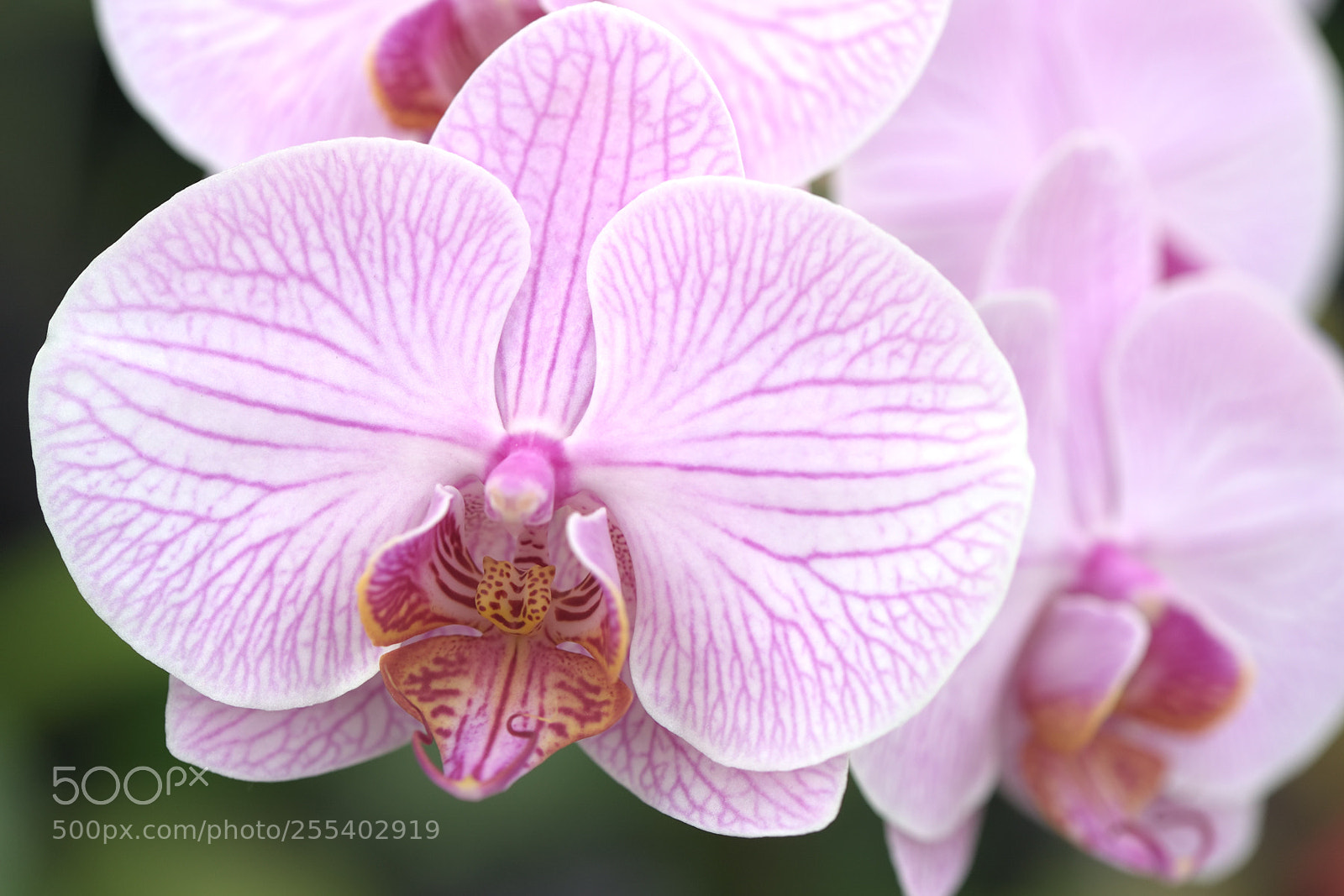 Nikon D750 sample photo. Pink orchid photography