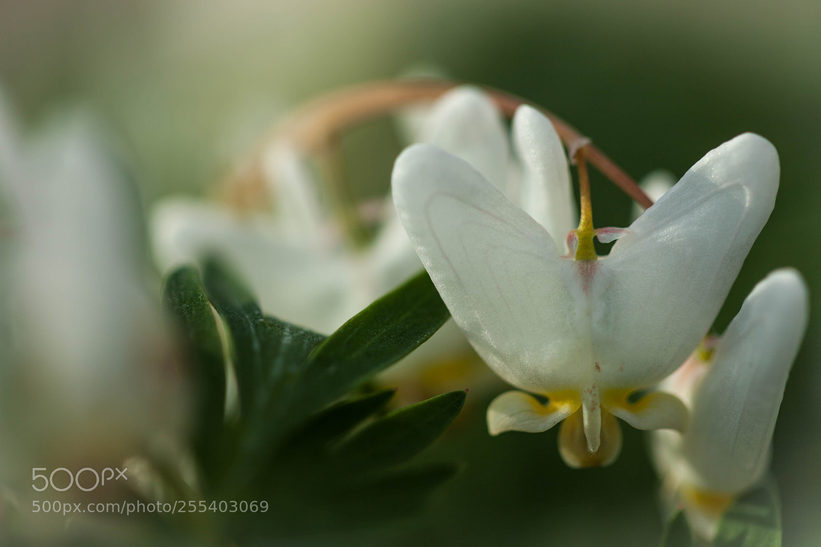 Canon EOS 5D Mark II sample photo. Dutchman's britches photography