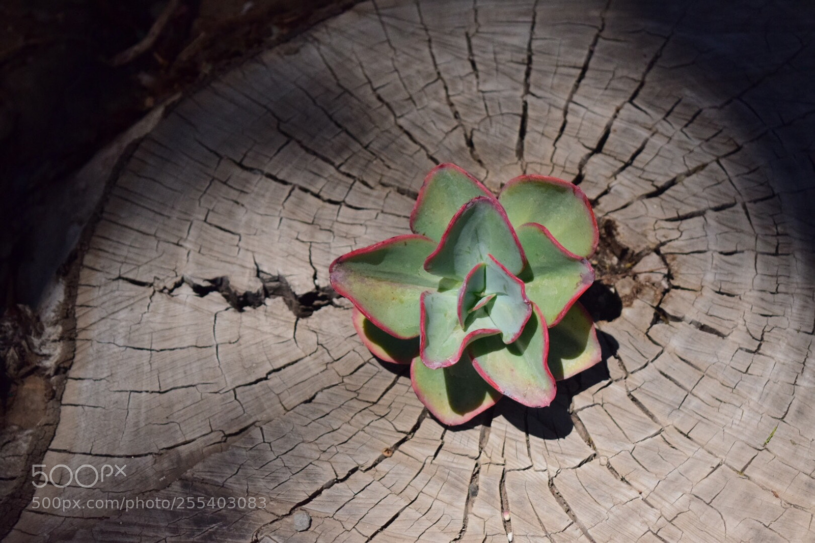 Nikon D5300 sample photo. Untitled photography