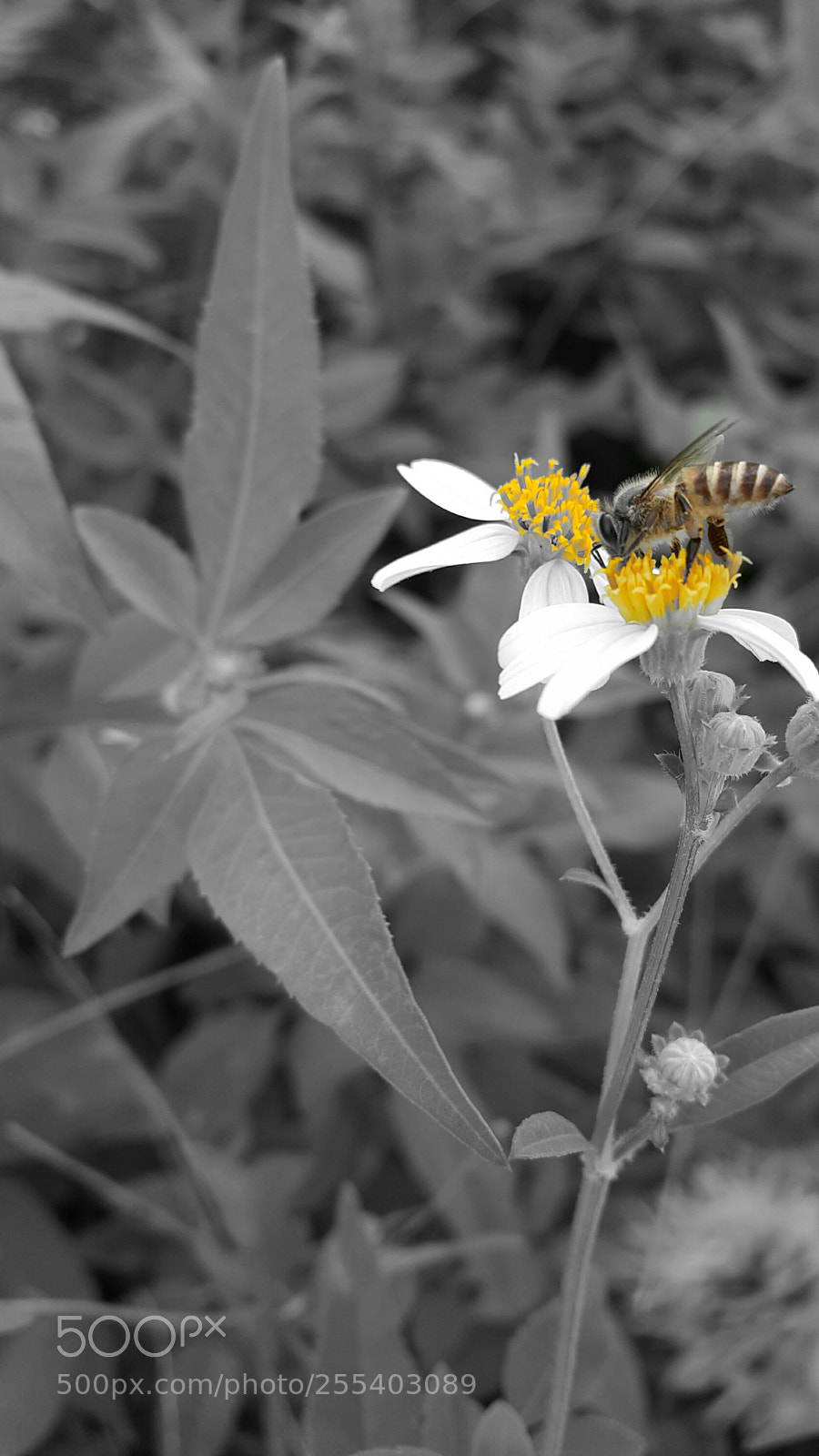 Samsung Galaxy Note4 sample photo. Too concentrated on lunch photography