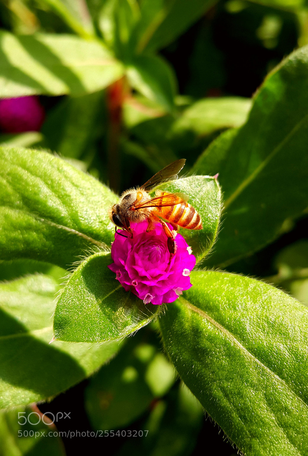 Samsung Galaxy Note4 sample photo. Bee on a flower photography