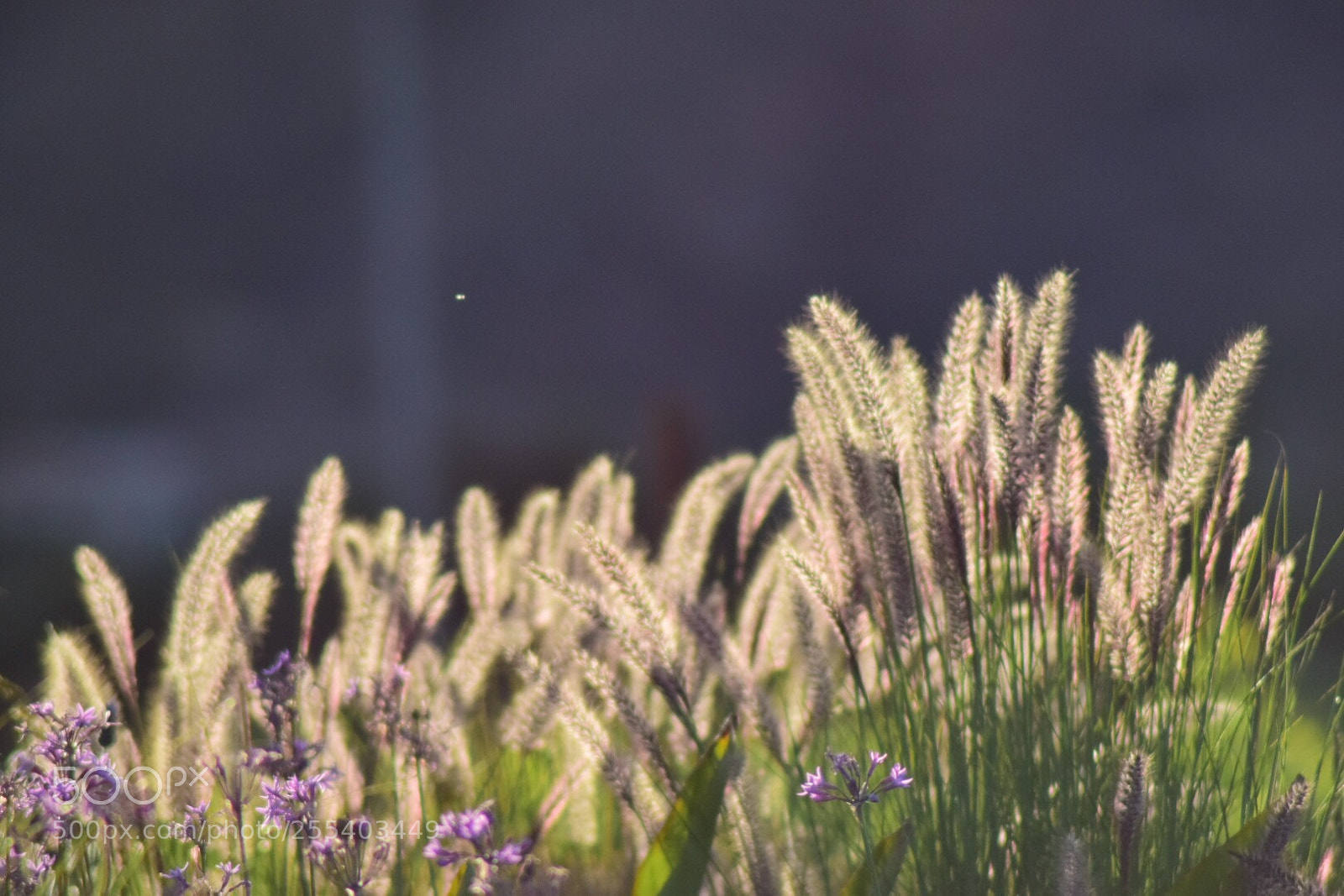 Nikon D5300 sample photo. Untitled photography