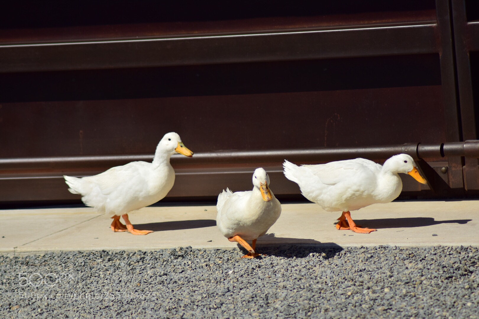 Nikon D5300 sample photo. Untitled photography