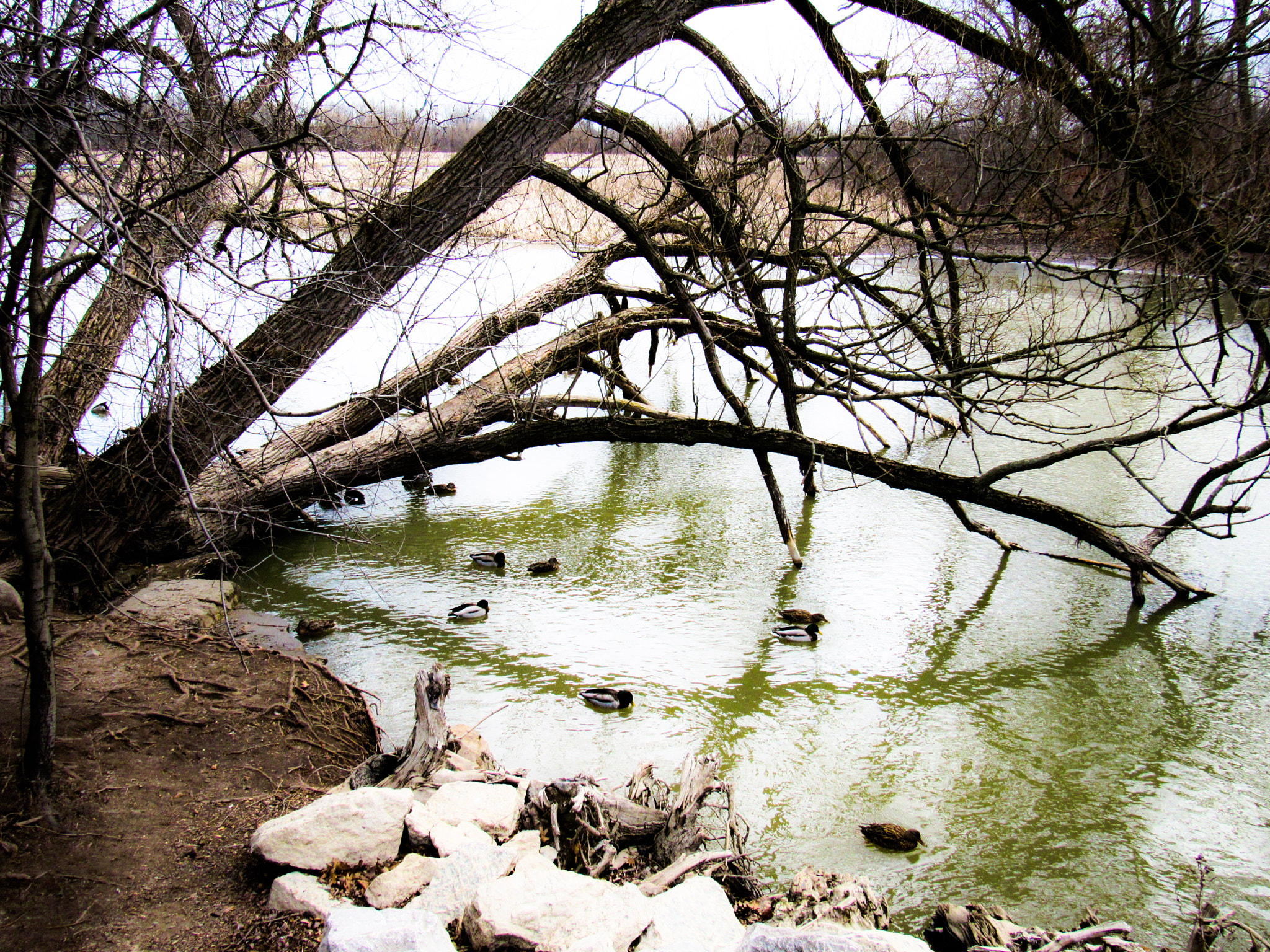 Canon PowerShot SX520 HS sample photo. The confused tree photography