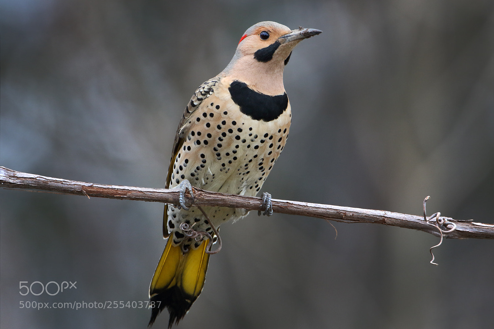 Canon EOS 7D Mark II sample photo. Yellow shafted photography