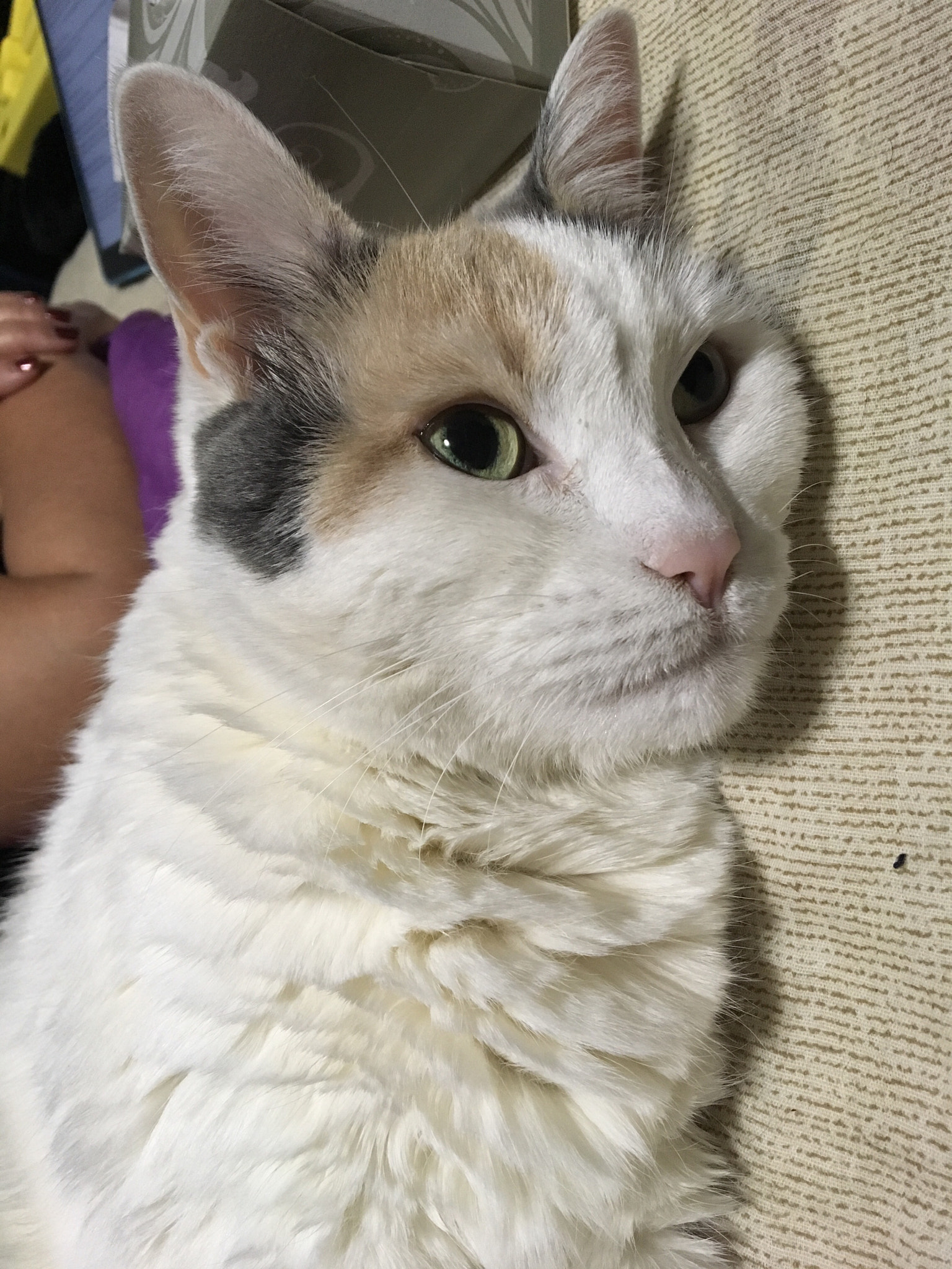 Apple iPad Pro sample photo