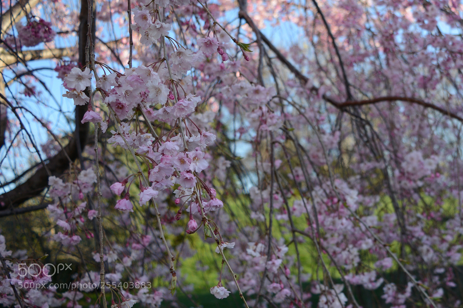 Nikon D7100 sample photo. Untitled photography