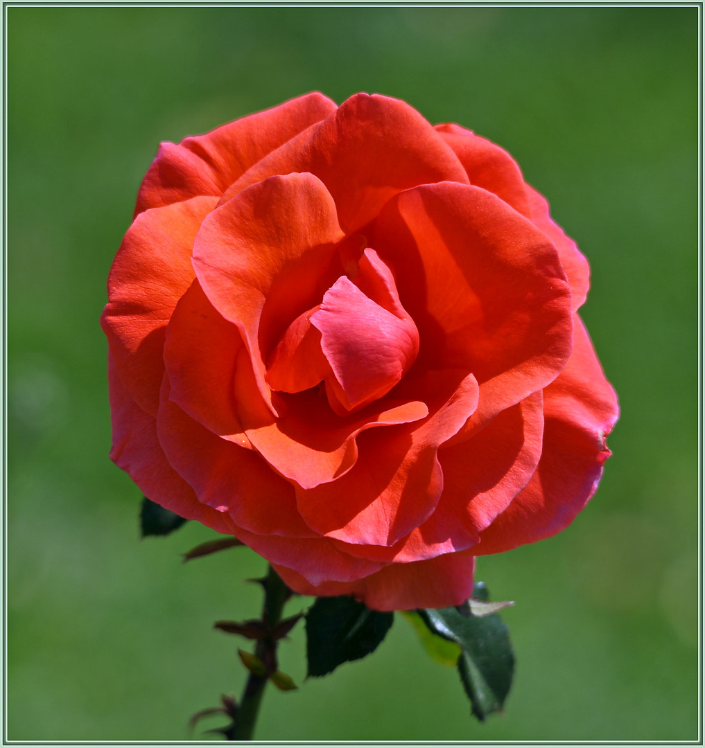 Sigma 120-400mm F4.5-5.6 DG OS HSM sample photo. Spring rose photography