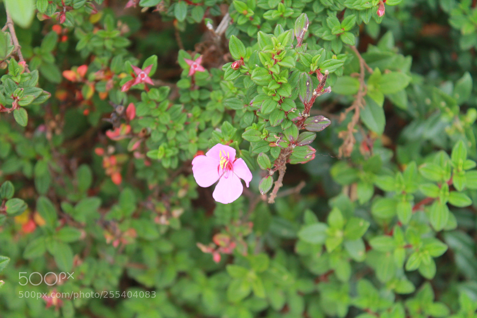 Canon EOS 1100D (EOS Rebel T3 / EOS Kiss X50) sample photo. Img photography