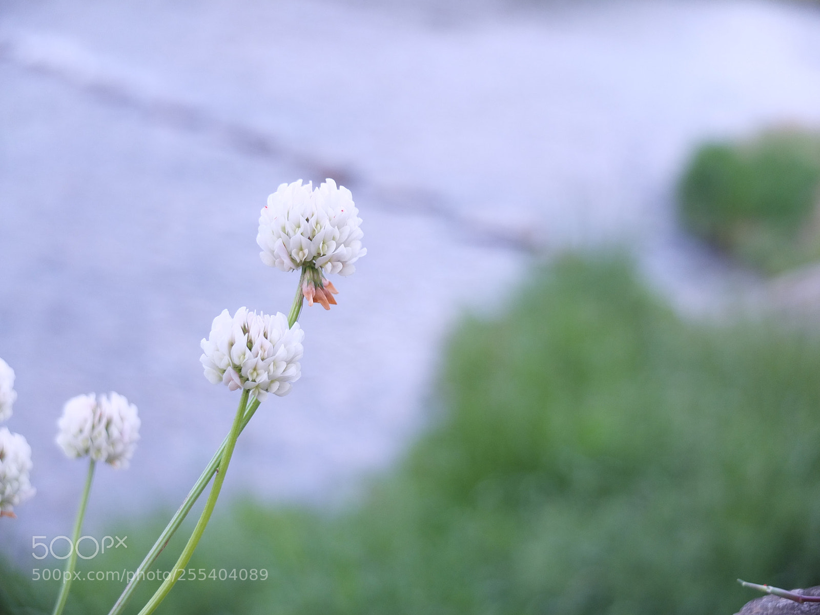Fujifilm X10 sample photo. Clover photography