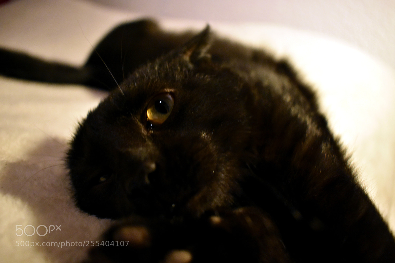Nikon D3400 sample photo. Neko 5 photography