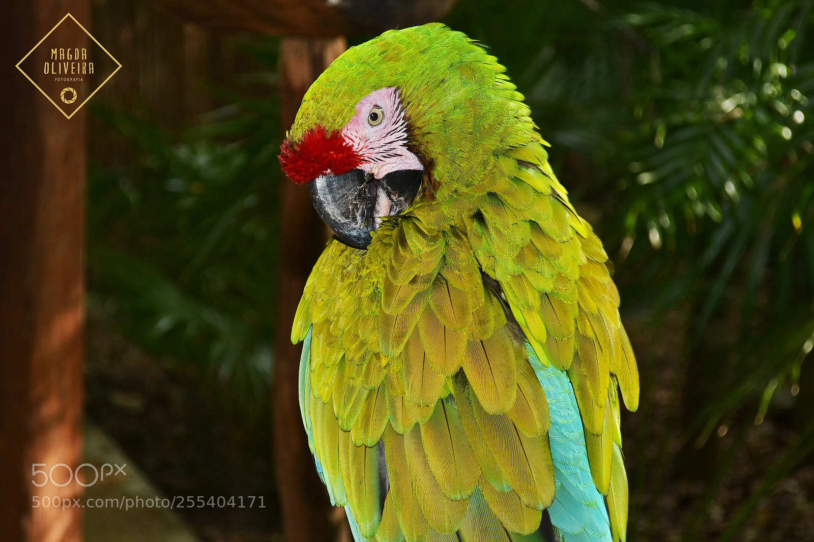 Nikon D3100 sample photo. Bird ... photography