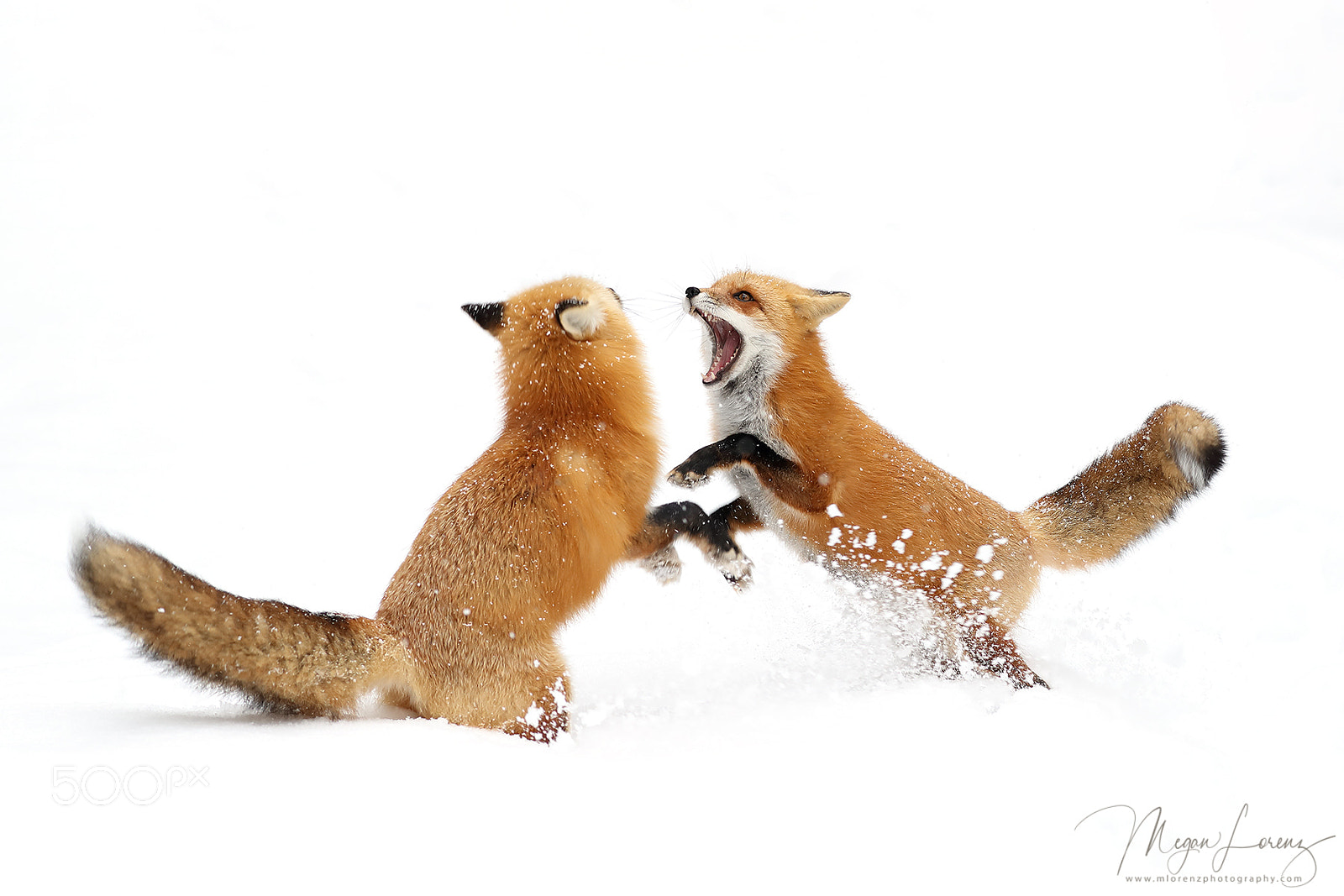 Canon EOS-1D X Mark II sample photo. Fox fight photography