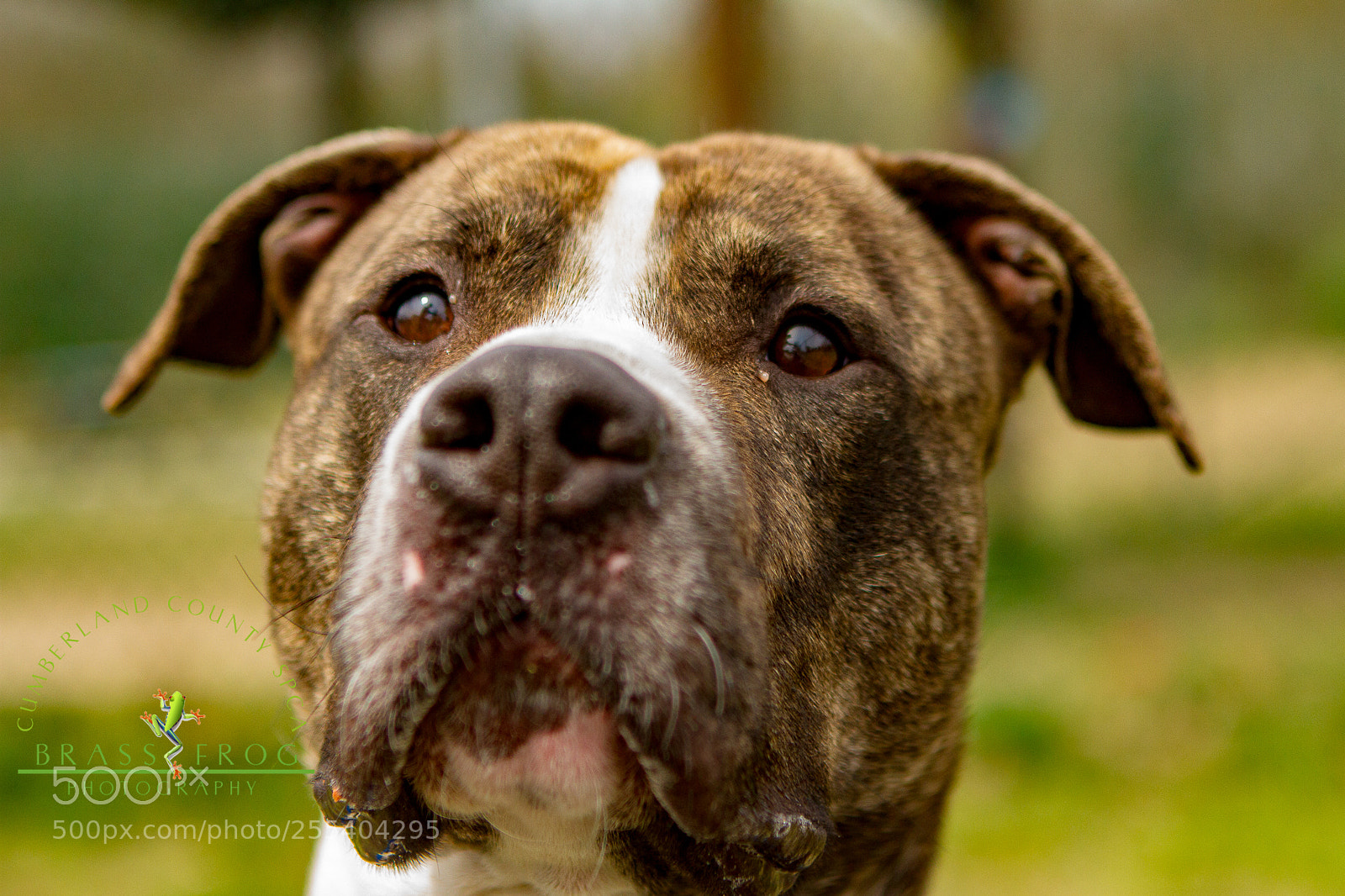 Canon EOS 7D sample photo. Adopt me - sjras photography