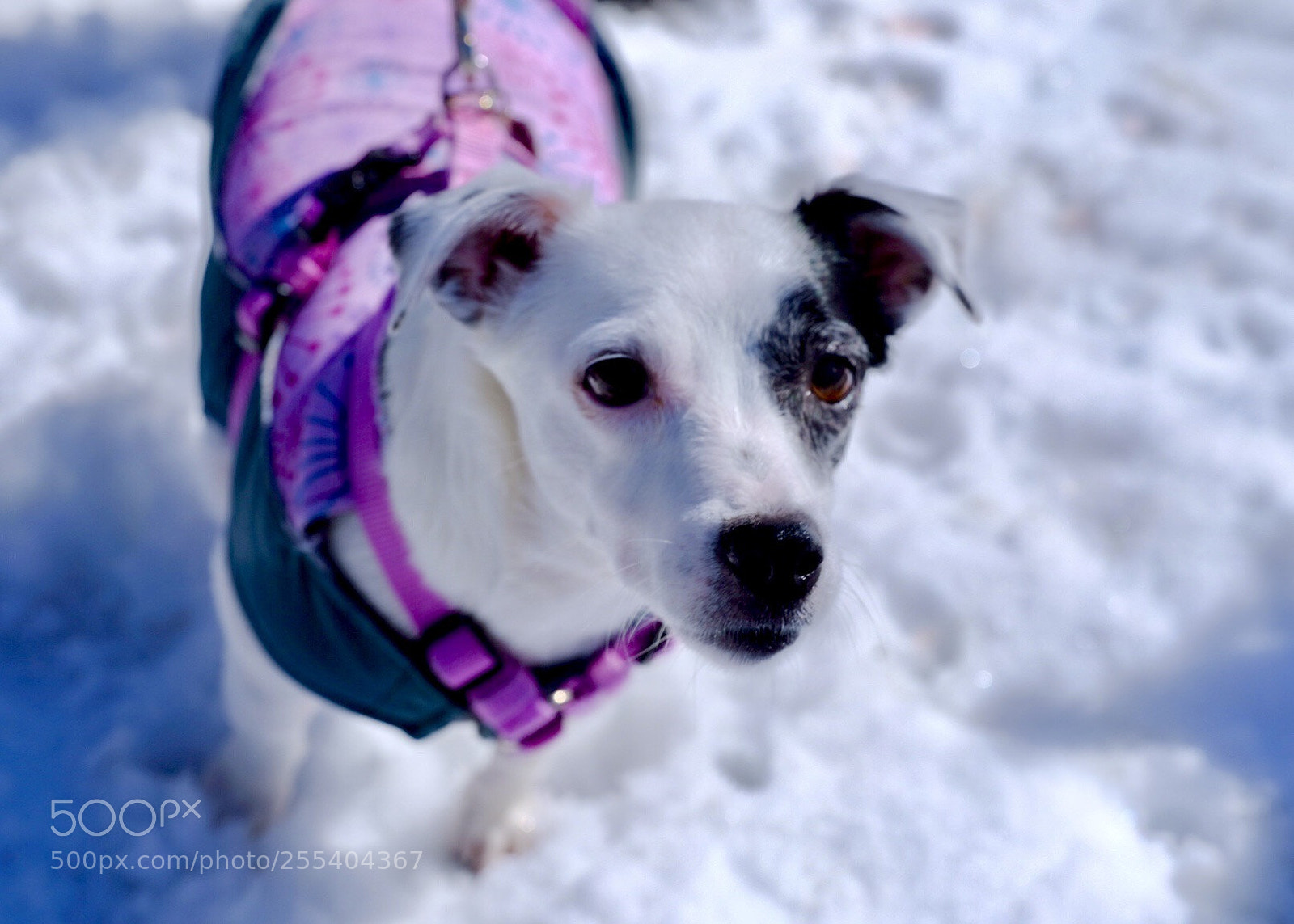 Fujifilm GFX 50S sample photo. ? photography