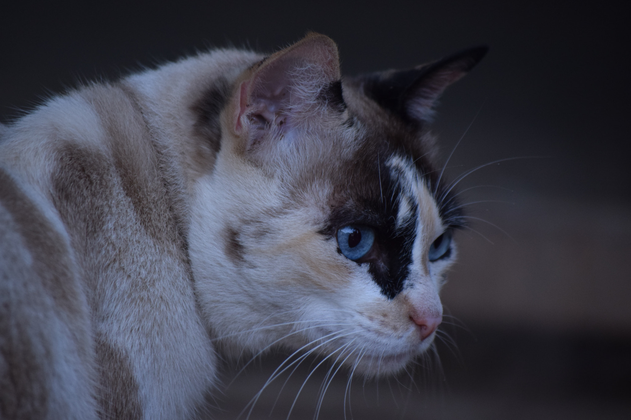 Nikon D3300 sample photo. () photography