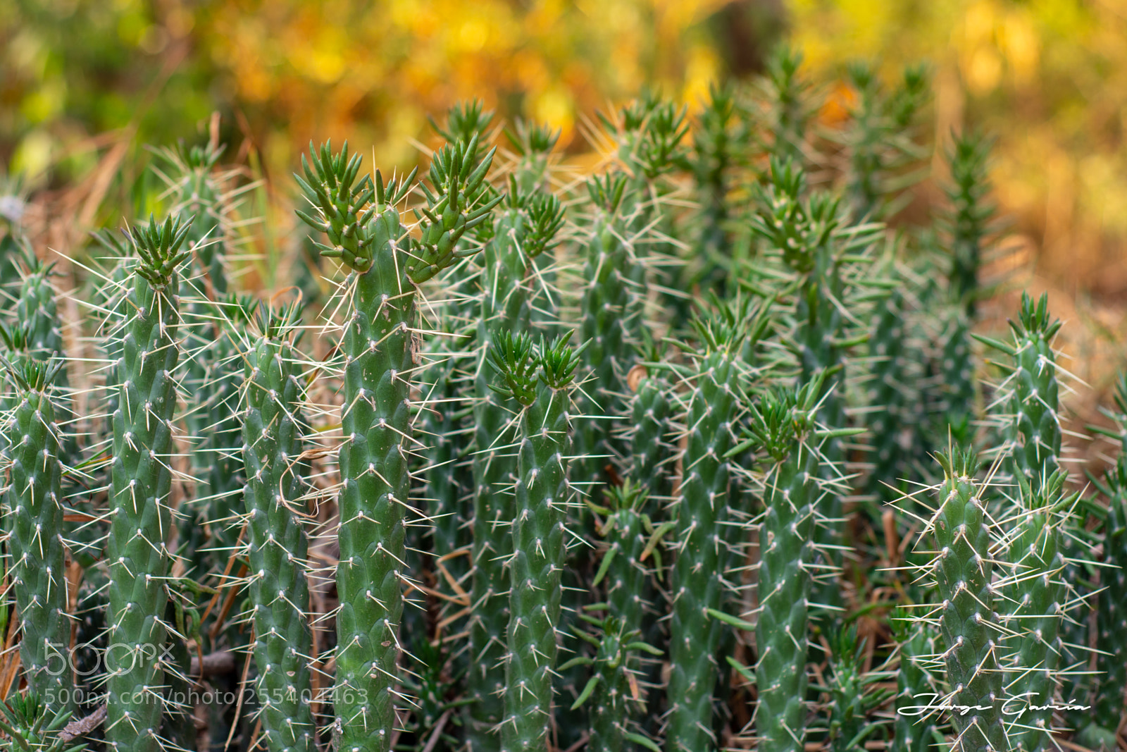Nikon D7200 sample photo. Cacti photography