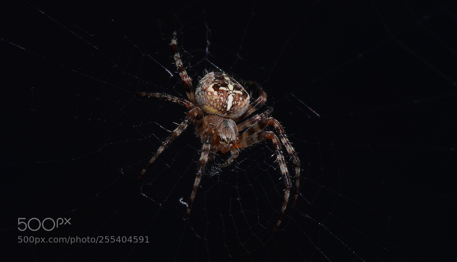 Olympus OM-D E-M5 sample photo. Spider photography