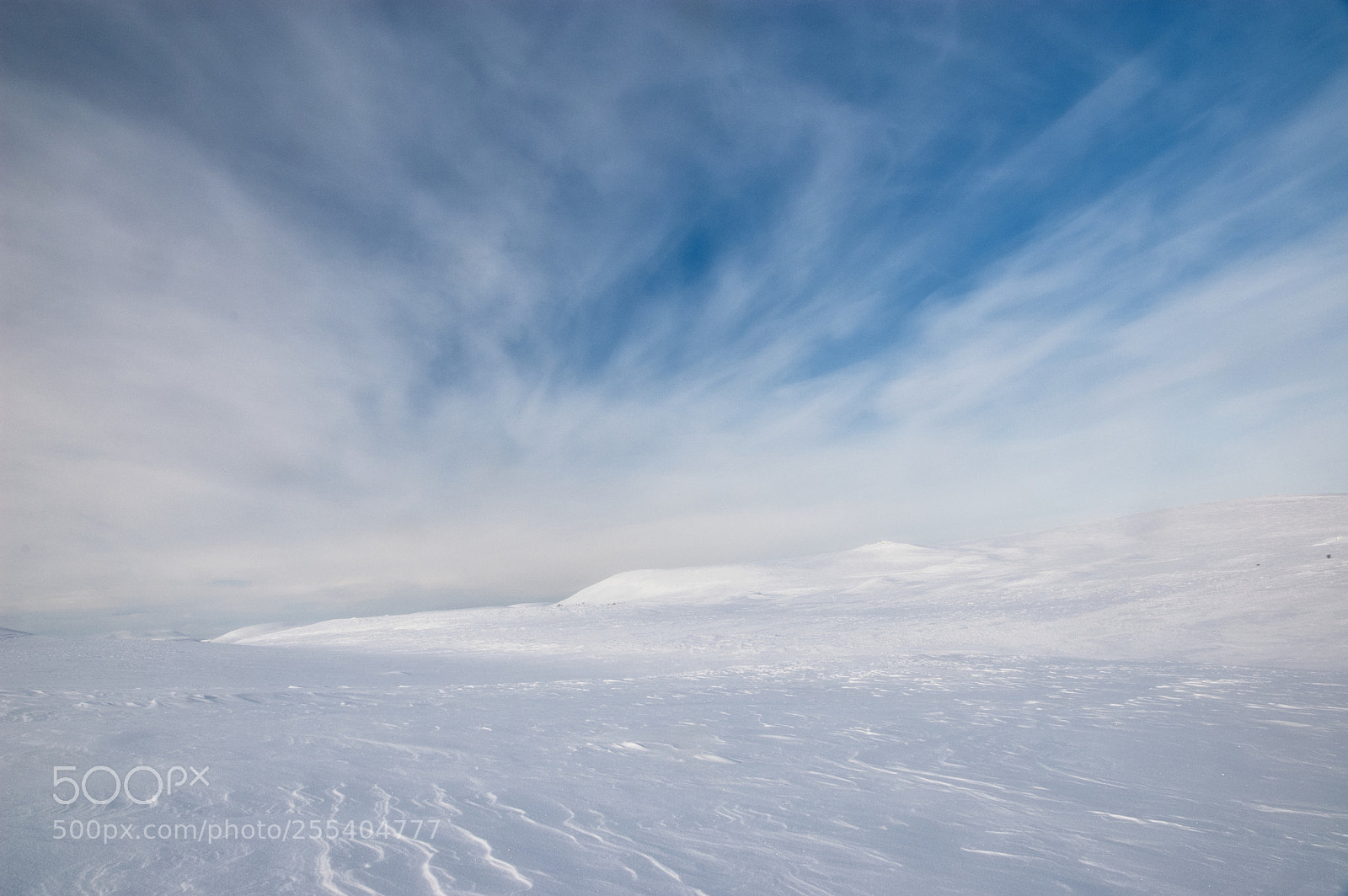 Nikon D70s sample photo. Many shades of white photography