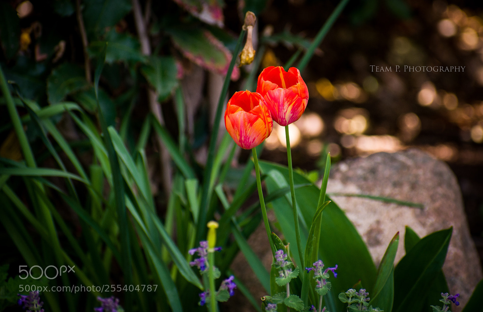 Nikon D3400 sample photo. I think spring is photography