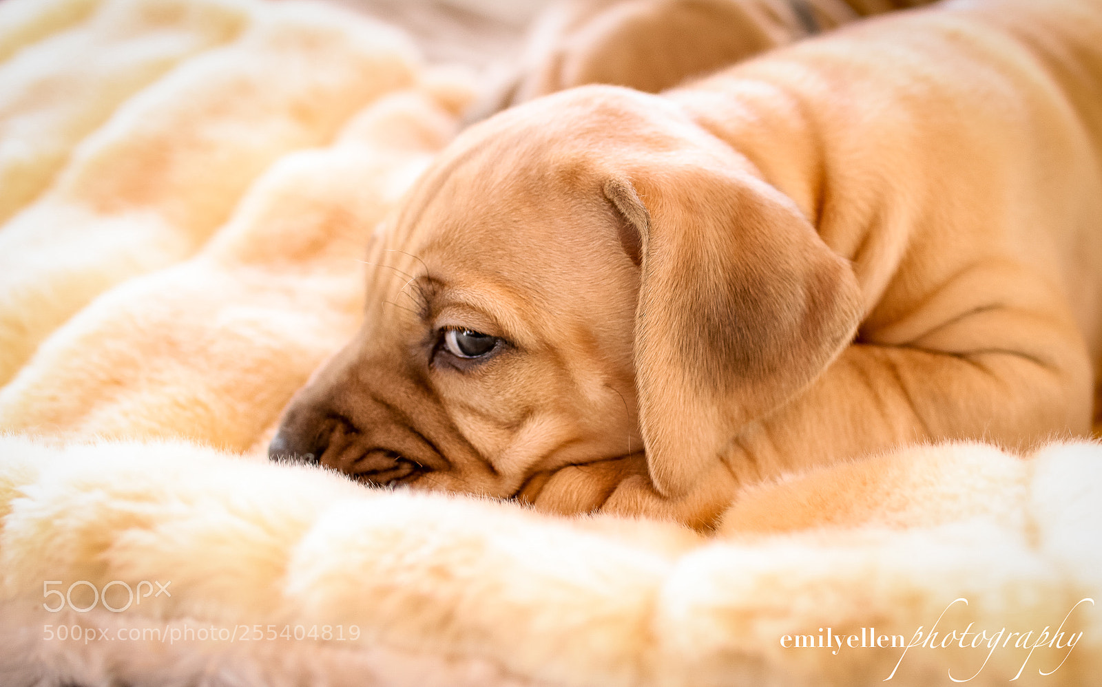 Canon EOS 70D sample photo. Rhodesian ridgeback photography