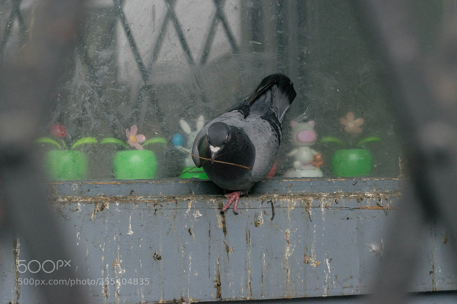 Nikon D5300 sample photo. Birdie photography