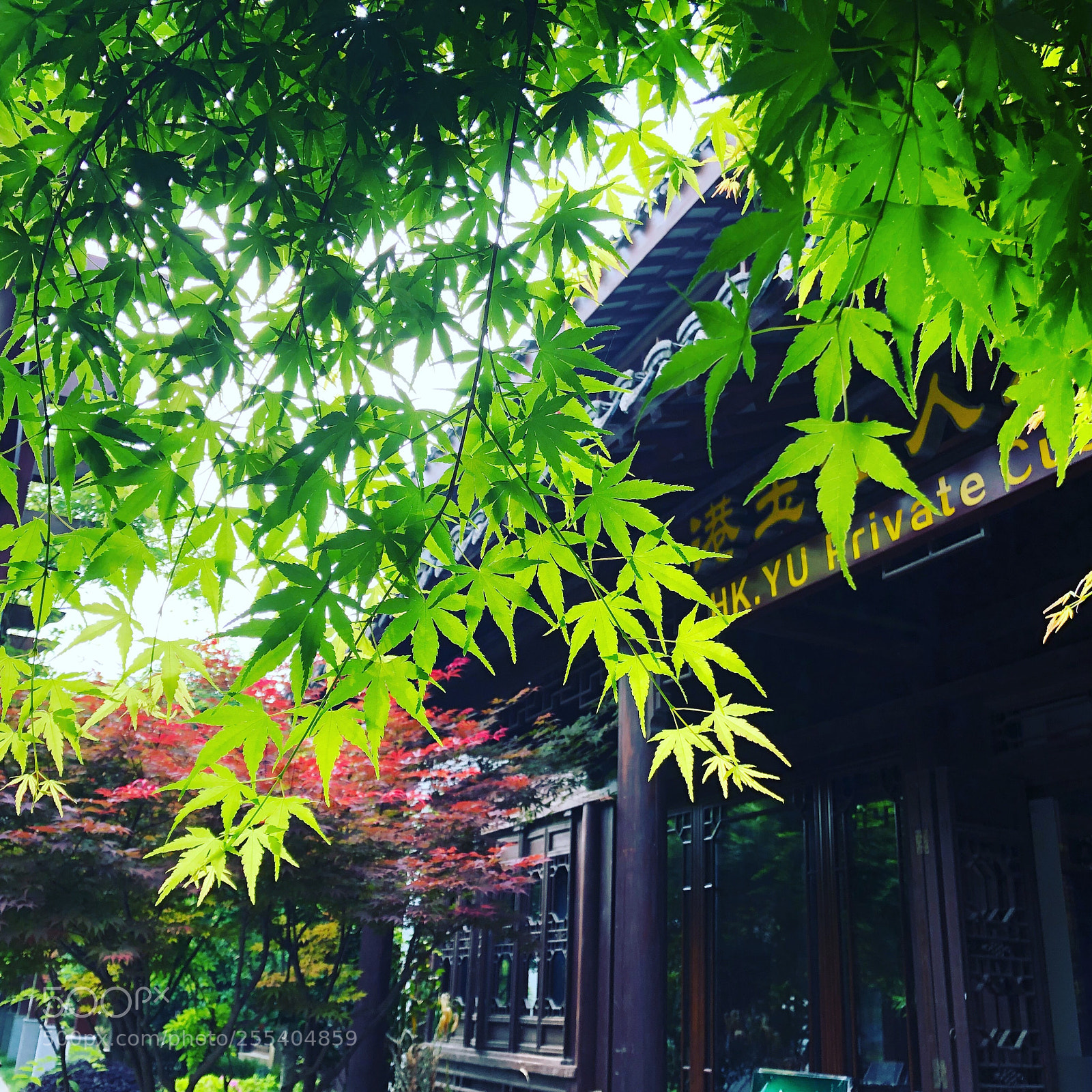 Apple iPhone 8 Plus sample photo. Suzhou park photography