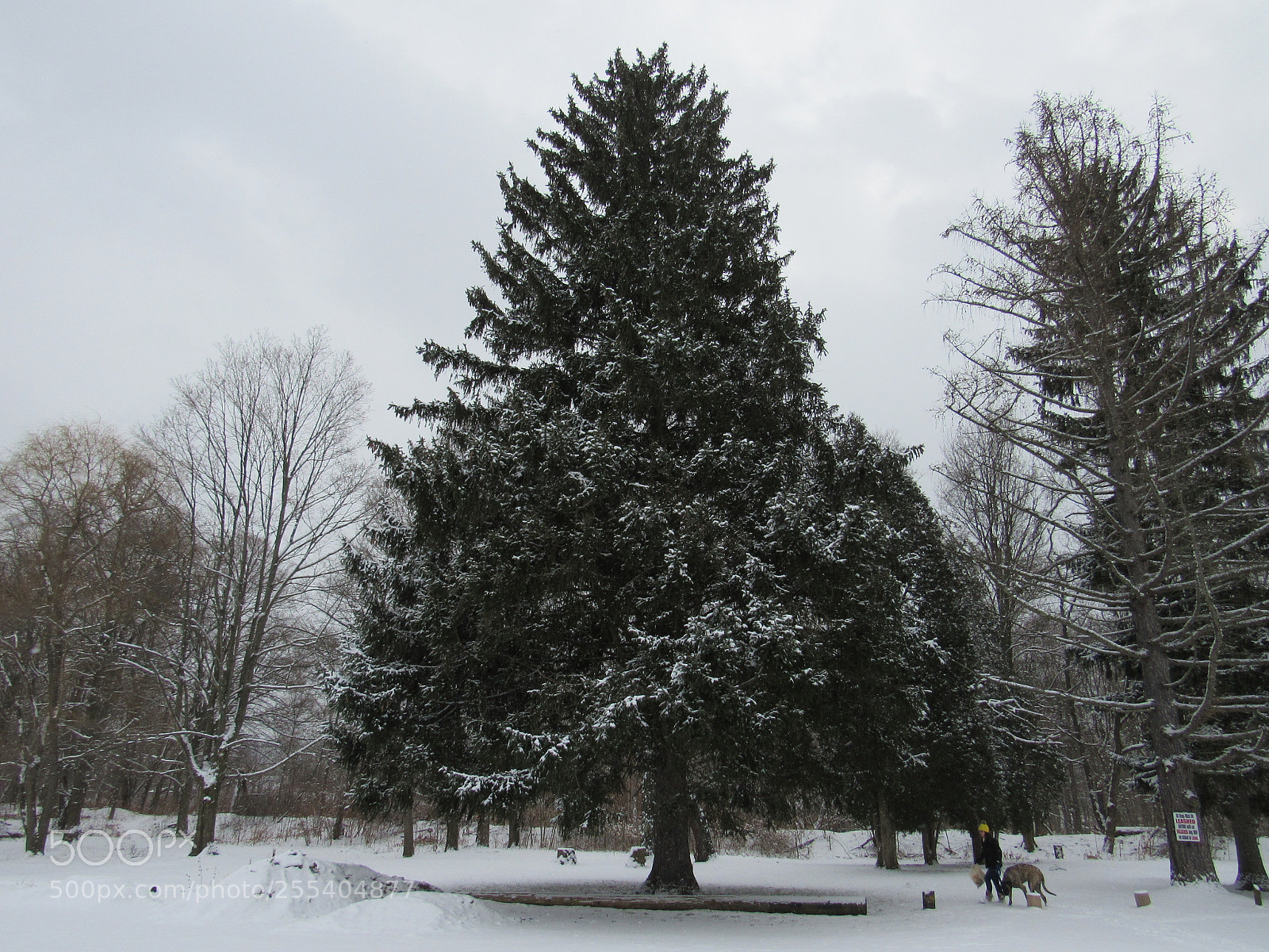 Canon PowerShot SX530 HS sample photo. Winter tree photography