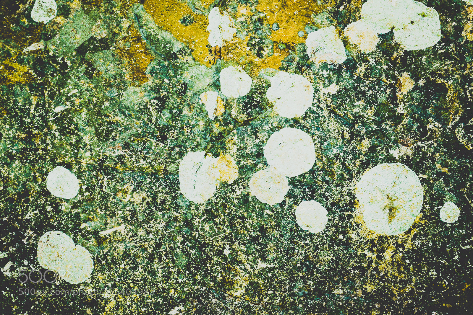 Nikon D3100 sample photo. Un pollock en las photography