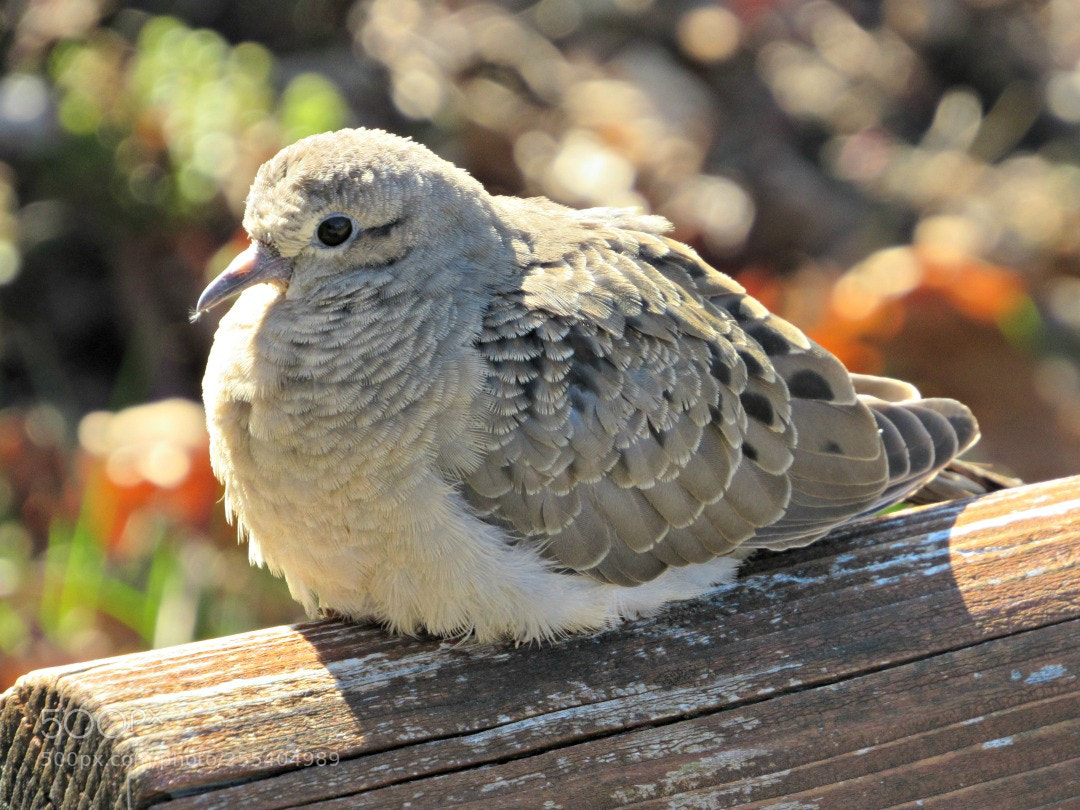 Canon PowerShot SX530 HS sample photo. May dove photography