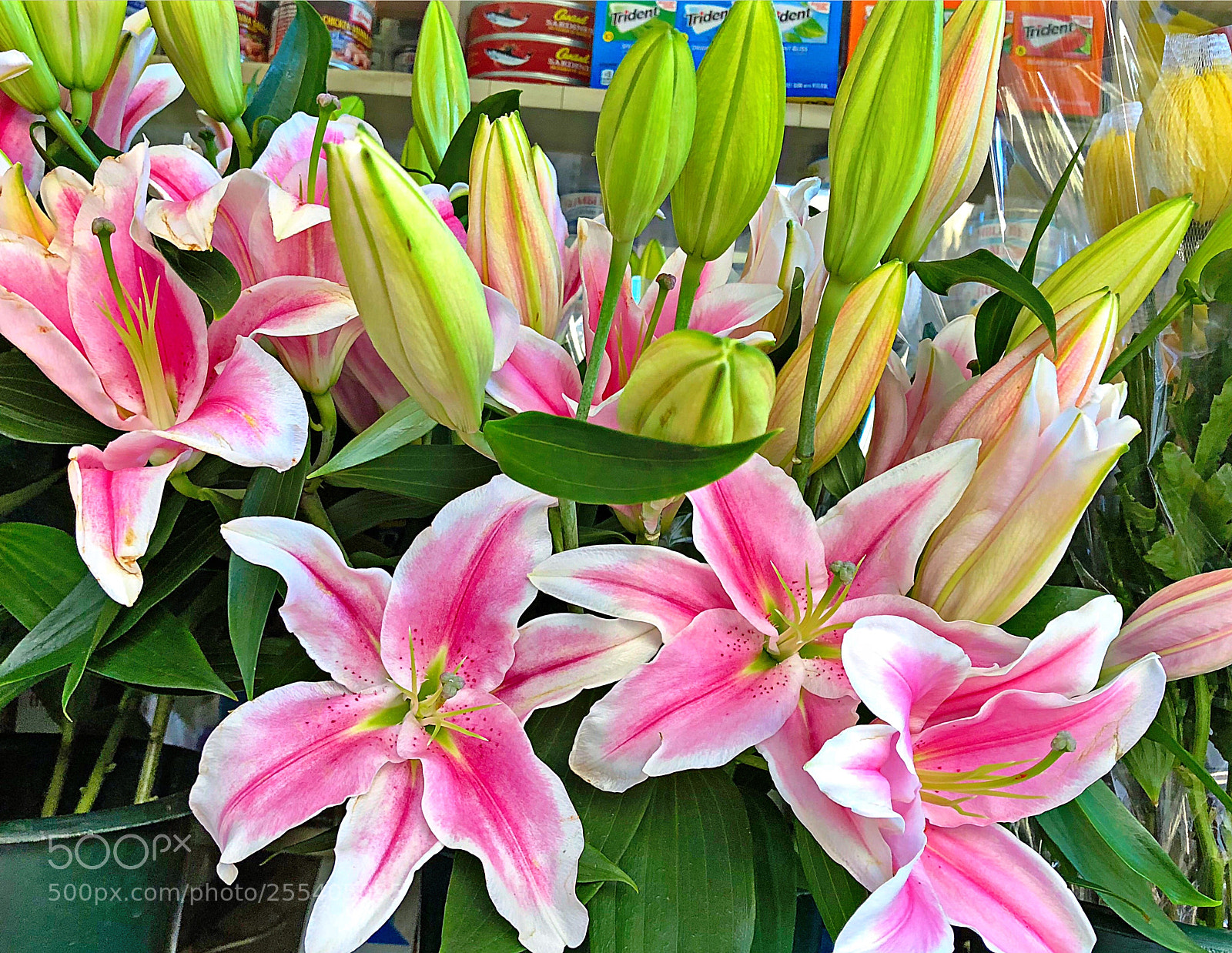 Apple iPhone X sample photo. Flowers photography
