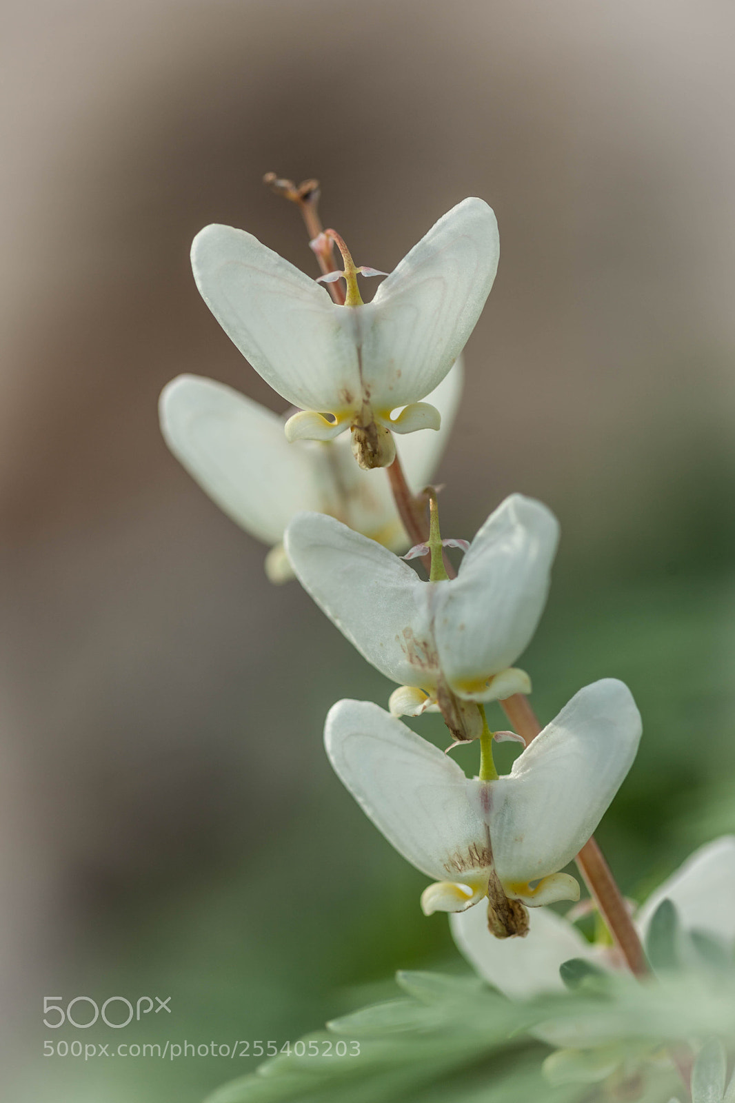 Canon EOS 5D Mark II sample photo. Dutchman's breeches wildflower photography